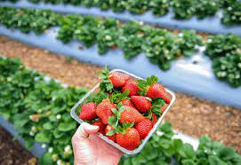 Strawberry Farm Humaid Alhammadi